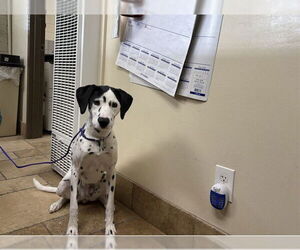 Dalmatian Dogs for adoption in Camarillo, CA, USA