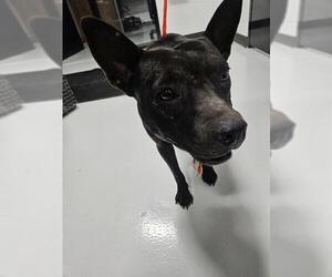 American Pit Bull Terrier-Unknown Mix Dogs for adoption in Temple, TX, USA