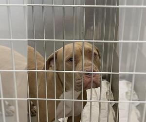 American Pit Bull Terrier-Unknown Mix Dogs for adoption in Las Vegas, NV, USA
