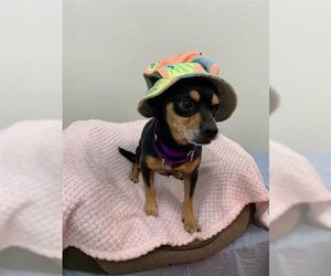 Chihuahua Dogs for adoption in Globe, AZ, USA