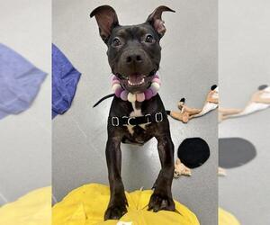 American Pit Bull Terrier Dogs for adoption in San Francisco, CA, USA