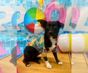 Mutt Dogs for adoption in Bryant, AR, USA
