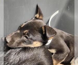 German Shepherd Dog-Unknown Mix Dogs for adoption in Bakersfield, CA, USA