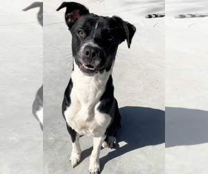 Mutt Dogs for adoption in Oakhurst, NJ, USA