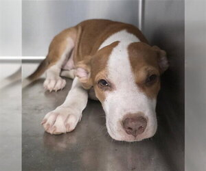 Labrador Retriever-Unknown Mix Dogs for adoption in Tallahassee, FL, USA