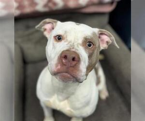 American Pit Bull Terrier Dogs for adoption in Peoria, IL, USA