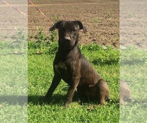 American Pit Bull Terrier-Unknown Mix Dogs for adoption in Slidell, LA, USA