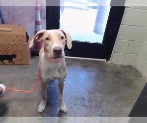 Unknown-Weimaraner Mix Dogs for adoption in Tulsa, OK, USA