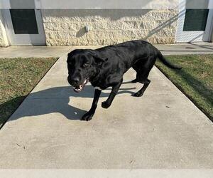 Labrador Retriever-Unknown Mix Dogs for adoption in Grand Prairie, TX, USA
