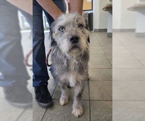 Mutt Dogs for adoption in San Antonio, TX, USA