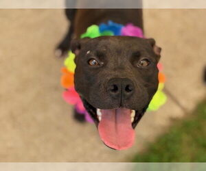 American Pit Bull Terrier Dogs for adoption in Tulsa, OK, USA