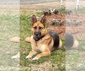 German Shepherd Dog Dogs for adoption in Montgomery, AL, USA