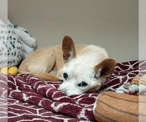 Chihuahua-Unknown Mix Dogs for adoption in Las Vegas, NV, USA