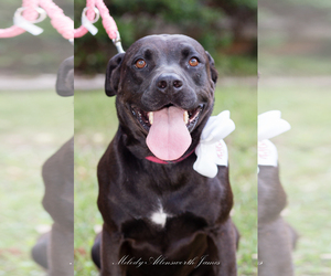 Mastador Dogs for adoption in north little rock, AR, USA