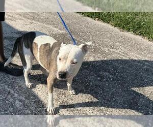 Staffordshire Bull Terrier Dogs for adoption in Houston, TX, USA