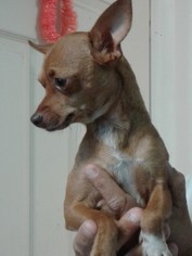 Chihuahua Dogs for adoption in CRESCENT CITY, FL, USA