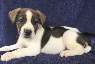 Medium Photo #1 Labrador Retriever-Unknown Mix Puppy For Sale in Genesee, WI, USA
