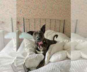 Holland Shepherd Dogs for adoption in Imlay City, MI, USA