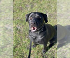 Labrador Retriever Dogs for adoption in Melrose, FL, USA