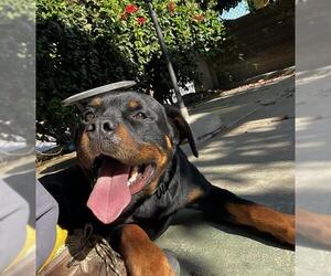 Rottweiler Dogs for adoption in Santa Barbara, CA, USA