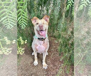 American Pit Bull Terrier-Unknown Mix Dogs for adoption in  Ramona, CA, USA