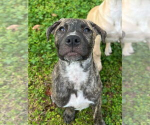 Labrador Retriever-Plott Hound Mix Dogs for adoption in McDonough, GA, USA