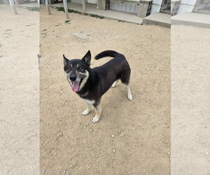 Siberian Husky-Unknown Mix Dogs for adoption in Maquoketa, IA, USA