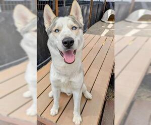 Siberian Husky Dogs for adoption in Frisco, CO, USA