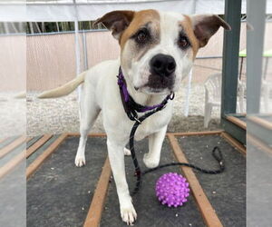 American Pit Bull Terrier-Unknown Mix Dogs for adoption in Palmetto, FL, USA