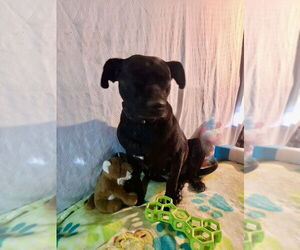 Medium Photo #1 Labrador Retriever-Unknown Mix Puppy For Sale in San Diego, CA, USA