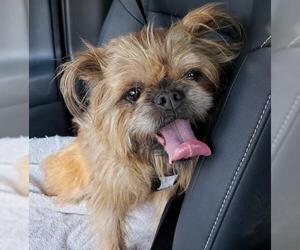 Brussels Griffon Dogs for adoption in Rosenberg, TX, USA