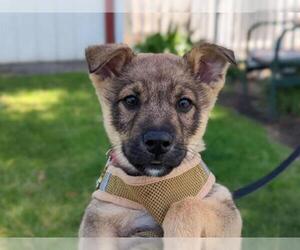 Mutt Dogs for adoption in San Clemente, CA, USA
