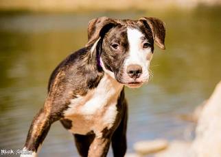 Medium Photo #1 American Staffordshire Terrier-Unknown Mix Puppy For Sale in Nashville, TN, USA
