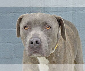 American Pit Bull Terrier Dogs for adoption in Pasadena, CA, USA