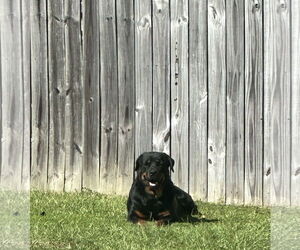 Rottweiler Dogs for adoption in Gulfport, MI, USA