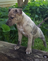 Small Boxer-Catahoula Leopard Dog Mix