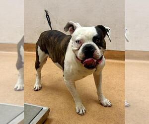 American Bulldog Dogs for adoption in Martinez, CA, USA
