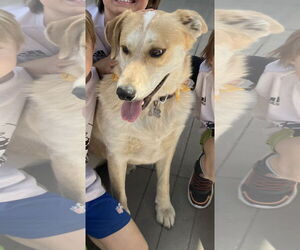 Labrador Retriever-Red Heeler Mix Dogs for adoption in Chandler, AZ, USA