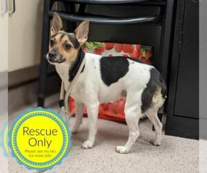 Jack Russell Terrier Dogs for adoption in Jackson Township, NJ, USA