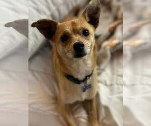 Chihuahua-Unknown Mix Dogs for adoption in Visalia, CA, USA