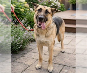 German Shepherd Dog-Unknown Mix Dogs for adoption in Placerville, CA, USA
