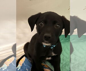 Labrador Retriever-Unknown Mix Dogs for adoption in MIDWAY, UT, USA