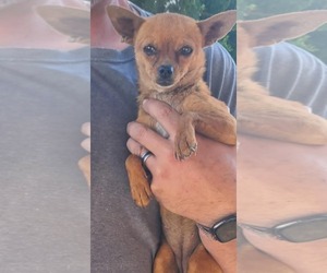 Chihuahua-Unknown Mix Dogs for adoption in Minneapolis, MN, USA
