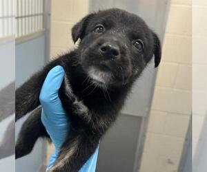 Siberian Husky-Unknown Mix Dogs for adoption in San Antonio, TX, USA