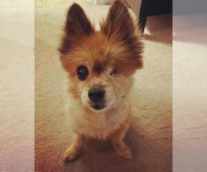 Pomeranian Dogs for adoption in Kettering, OH, USA