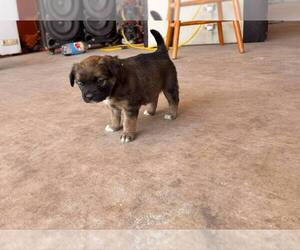Spanador Dogs for adoption in Brewster, NY, USA