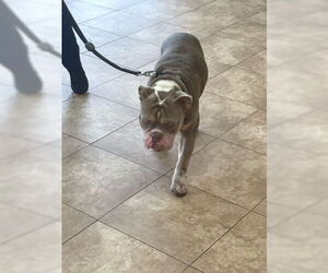 Bulldog Dogs for adoption in West Palm Beach, FL, USA