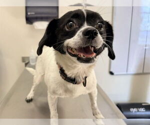 Chihuahua-Unknown Mix Dogs for adoption in San Clemente, CA, USA