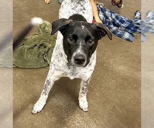 Border Collie-Unknown Mix Dogs for adoption in Sheridan, CO, USA