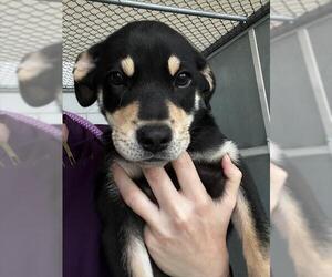 Labrador Retriever-Unknown Mix Dogs for adoption in Baytown, TX, USA